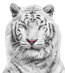 Magnificent white tiger portrait