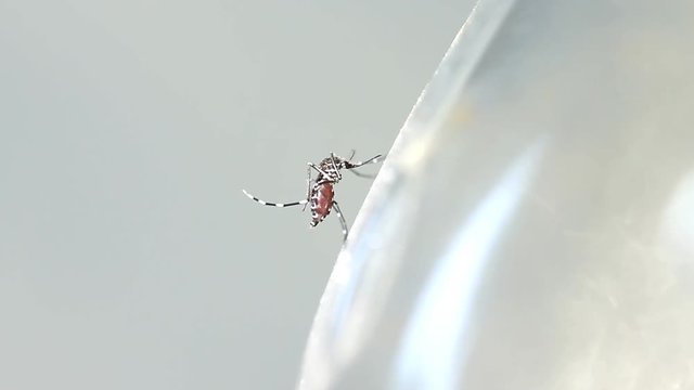 close up mosquitoes Cannot fly because blood fulfill Stomach ,Dengue concept