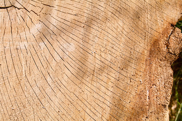 Cracked Oak Log Cross Section