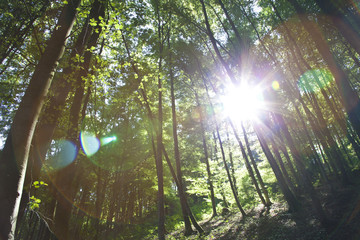 Wald/Wood Sun LensFlair