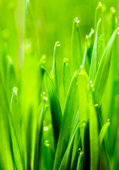 Fototapeta na wymiar Microgreens Growing Panoramic Dew on Wheatgrass Blades