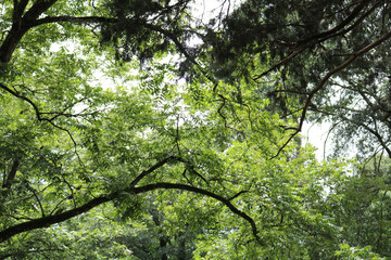 Winding Summer Trees