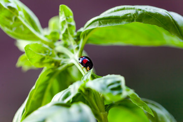 Obraz premium Black ladybug on basil