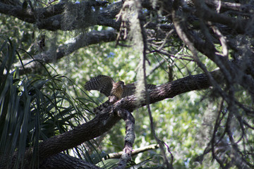 bird in tree having lunch