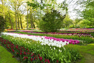 Beautiful blooming tulips in park
