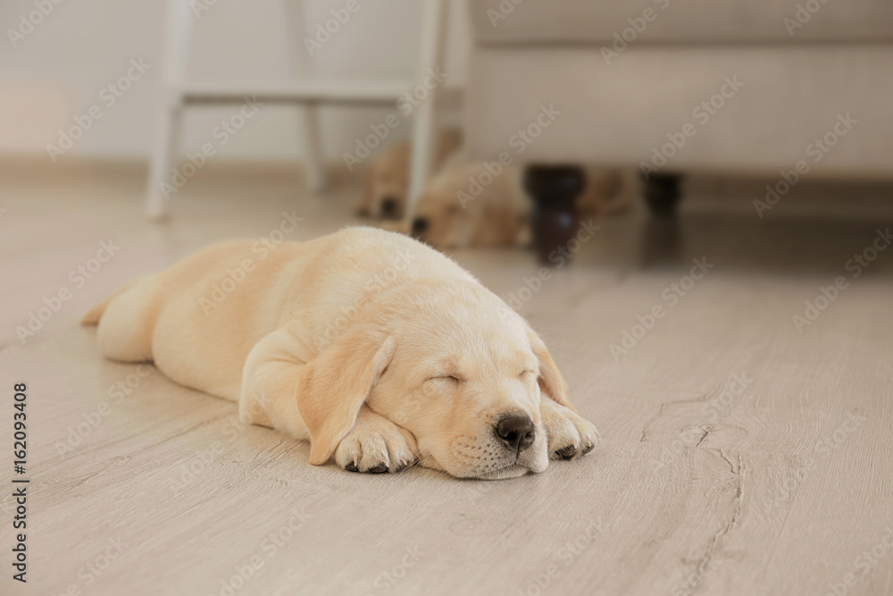 Sticker cute labrador retriever puppy sleeping on floor at home