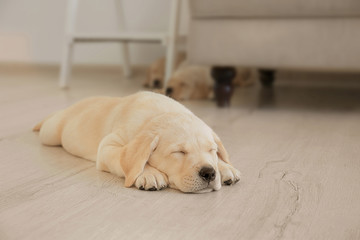 Cute labrador retriever puppy sleeping on floor at home