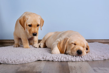 Cute labrador retriever puppies on rug at home