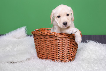 Cute labrador retriever puppy in wicker basket on fluffy plaid near color wall