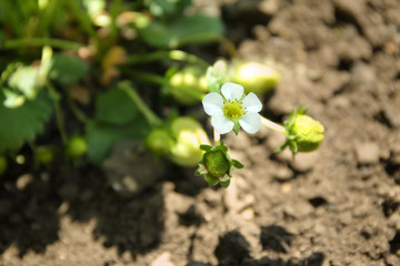 Bushes of strawberry plant in garden on sunny day