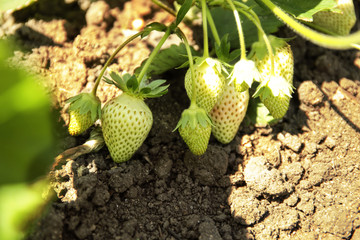 Bushes of strawberry plant in garden on sunny day