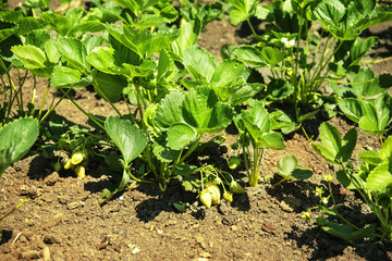 Bushes of strawberry plant in garden on sunny day