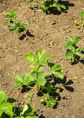 Bushes of strawberry plant in garden on sunny day