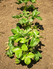 Bushes of strawberry plant in garden on sunny day