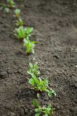 Young beet plants growing in vegetable garden