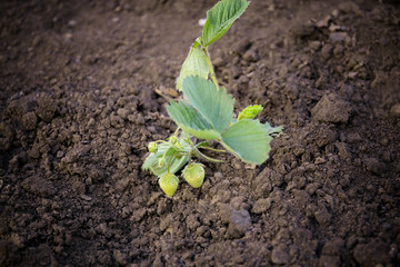 Bush of strawberry plant in garden