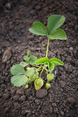 Bush of strawberry plant in garden