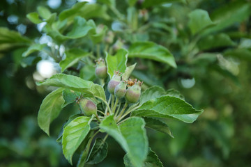 Fruit tree branch with green leaves in garden