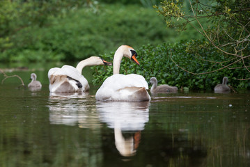 Mute Swan, Swans - nestling, nestlings