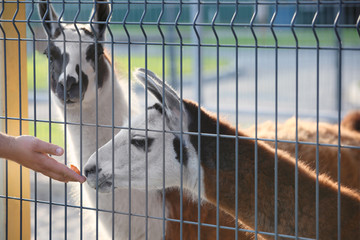 Man feeding lama. Concept of volunteering at animal shelter © Africa Studio
