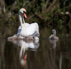 Mute Swan, Swans - nestling, nestlings