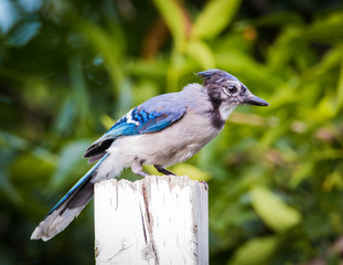 Bluejay - Cyanocitta cristata 