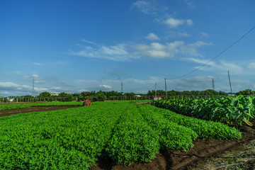 Fototapeta na wymiar 夏の四街道市のピーナッツ畑の風景