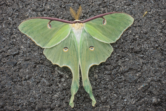 Comet Moth