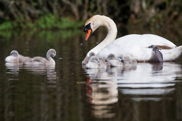 Naklejka na ściany i meble Mute Swan, Swans - nestling, nestlings
