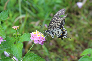 ランタナの花の蜜を吸うアゲハチョウ