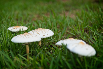 wild_mushrooms_02