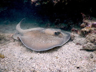 Urolophus aurantiacus