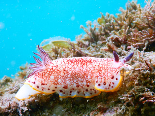 Sea slug chromodoris tinctoria