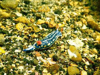 Sea slug Hypselodoris festiva