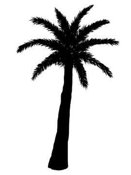 Silhouette of palm tree on a white background. Vector illustration. 