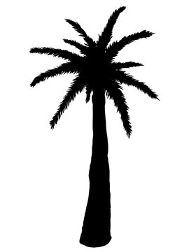Silhouette of palm tree on a white background. Vector illustration. 