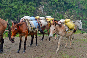 Horses with hard burden. Nepal