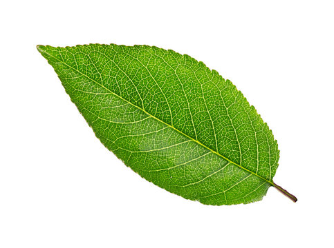     cherry tree leaf isolated on a white