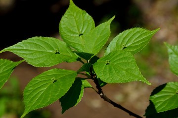 Unique flowers of Helwingia japonica (Hanaikada in japanese)