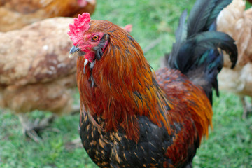 rooster at the farm colorful bird chicken male agriculture farming