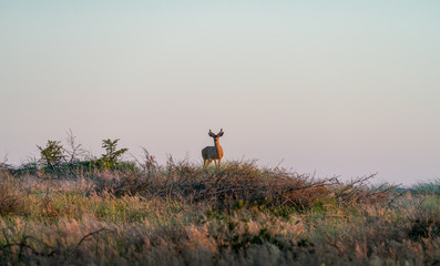 Deer At Dusk