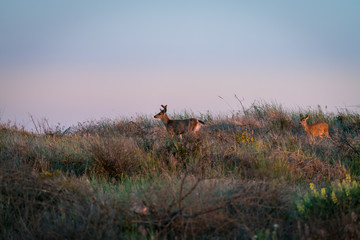 Deer At Dusk