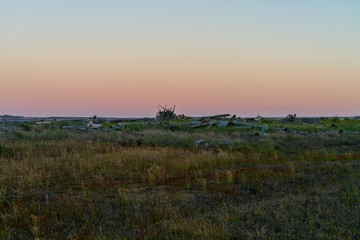 Ocean grasslands at sunset
