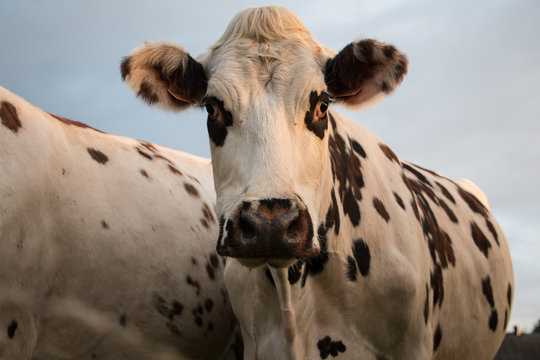 Cow Looking Straight Ahead