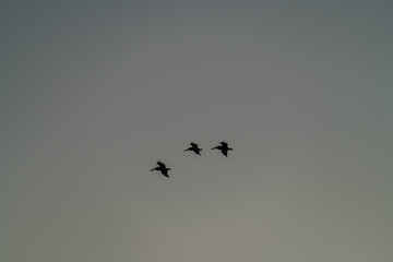 Pelicans Flying High