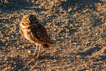 Desert Owl 