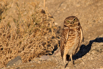 Desert Owl 