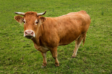 Jeune vache