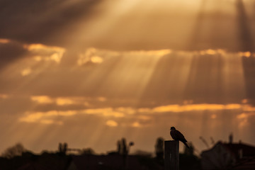 Pigeon staying on a wood with beautiful rays of lights and clouds in background at sunrise.