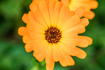Summer flower in Ireland